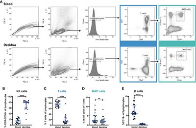 MAIT Cells Balance the Requirements for Immune Tolerance and Anti-Microbial Defense During Pregnancy